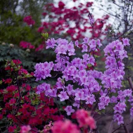 分享——杜鵑花