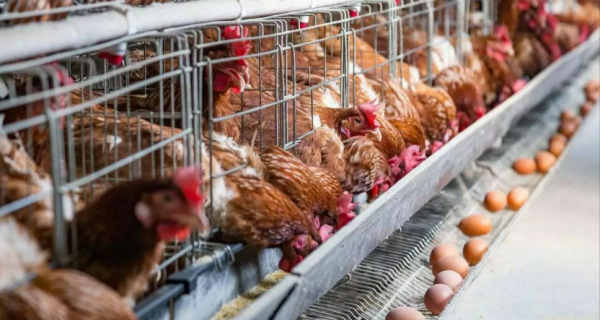 中國雞王:將肉雞生意做到千億級市場,成為肯德基麥當勞供應商 中國雞王:將肉雞生意做到千億級市場,成為肯德基麥當勞供應商