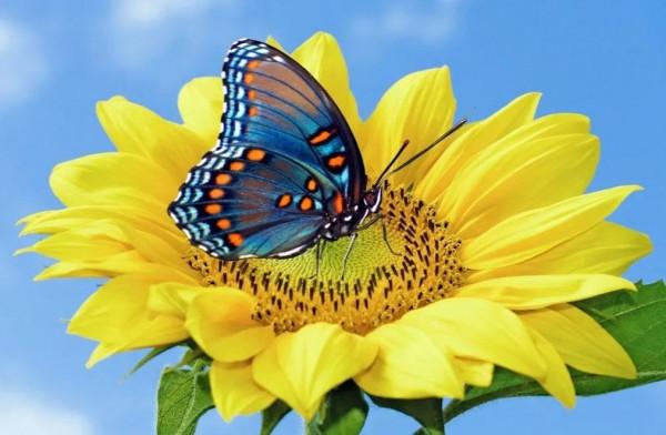 分享-蝶戀 精美絕倫 醉美蝴蝶