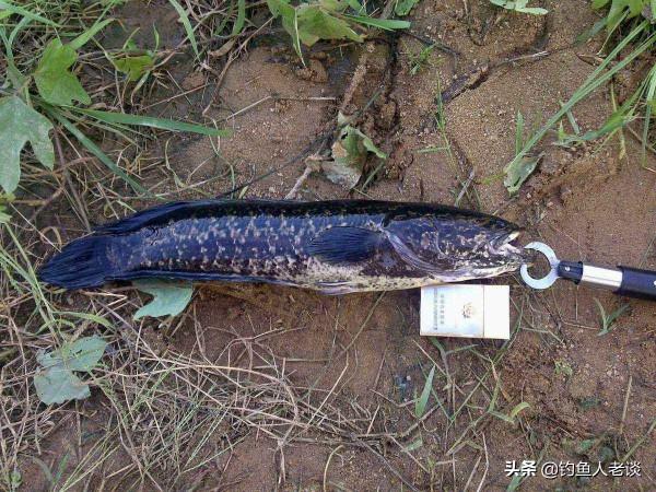 休閒野釣常用的伊豆魚鉤，優缺點明顯，為什麼使用得越來越少？