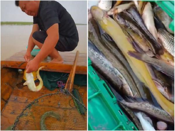 河南老鄉黃河釣起“半米長黃辣丁”，馬上有人出200元想買