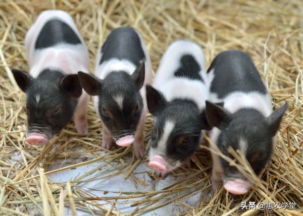 冬季如何飼養育肥豬？這幾個方面一定要做好
