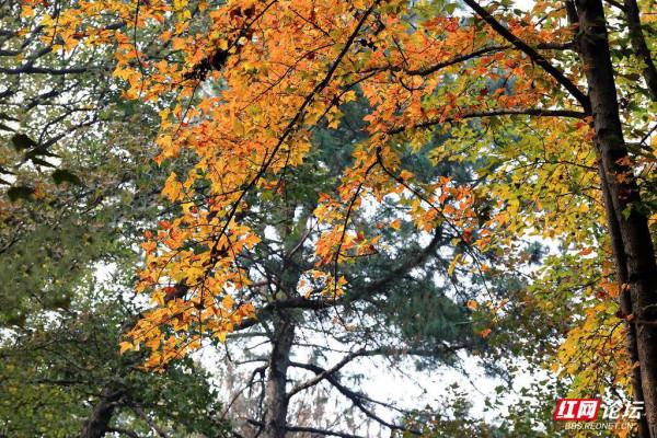 嶽麓山楓葉盛宴正式開啟！你準備好了嗎？