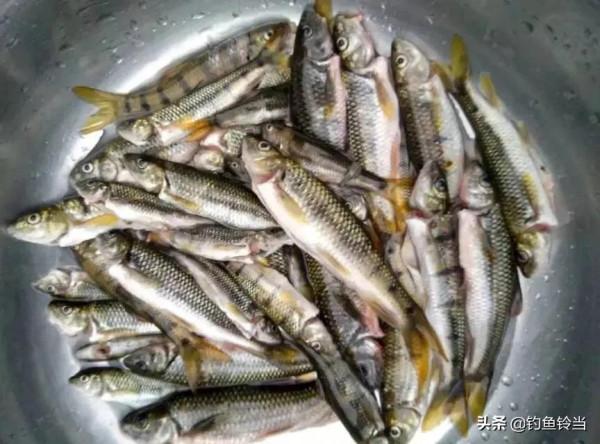 溪石斑，五寸長，對水質要求極高，如今上百元一斤，好吃又回味