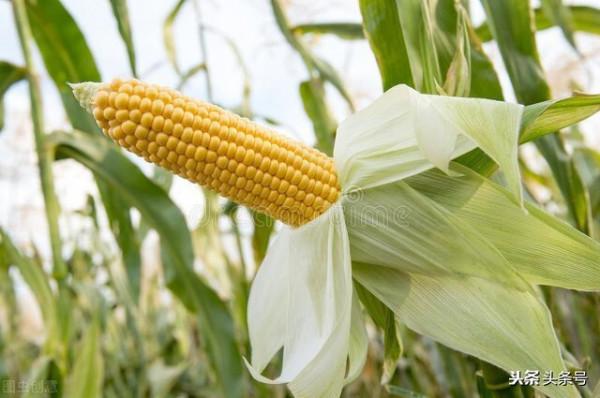 乳名.笑話.大名