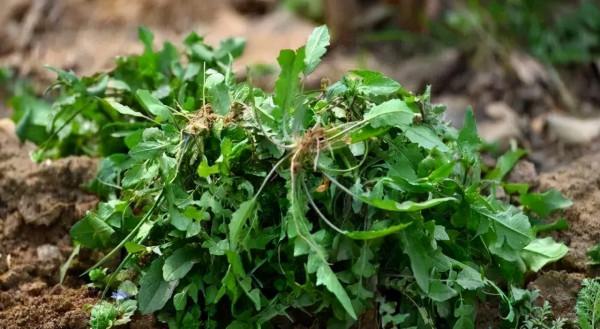 31種野菜大合集，帶你認識不同的野菜和吃法，你想要的野菜這裡有