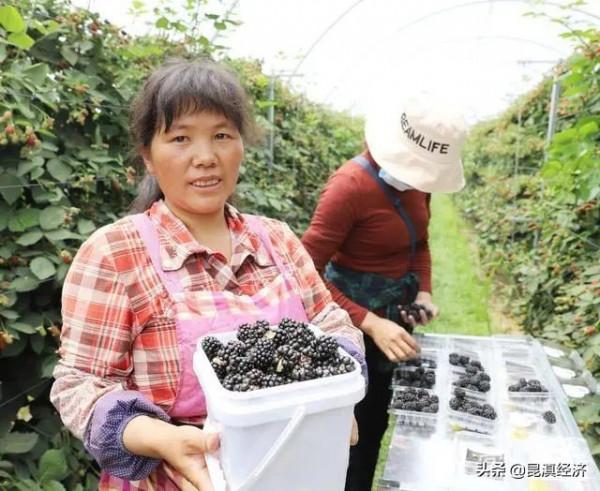 新徵程③ |“綠”品牌樹起來