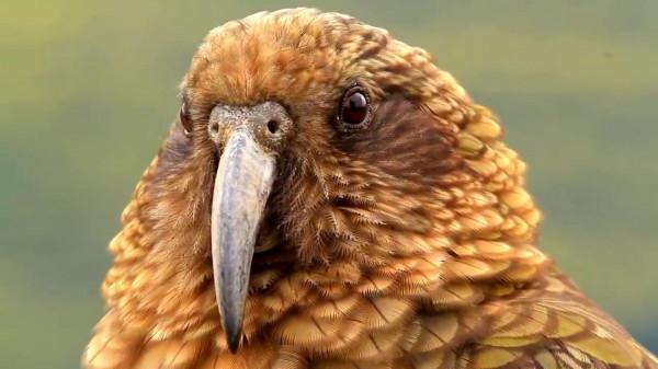 惹惱牧民的大鸚鵡：啄羊鸚鵡是如何從高山精靈，淪為啄羊惡棍的？