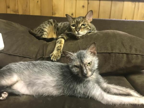 “狼貓”是什麼動物？長得像貓，性格像狗，售價上萬