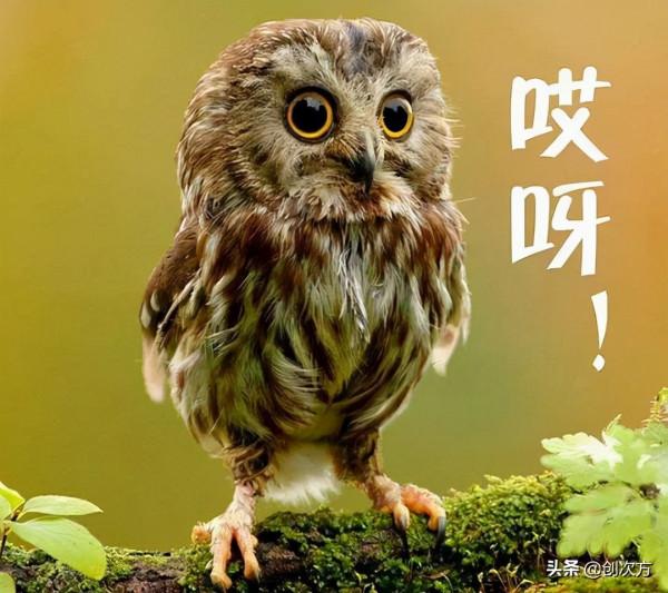 家庭鷹眼,全方位無死角保護 家庭鷹眼,全方位無死角保護