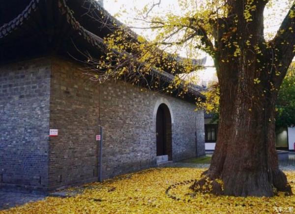 揚州城給我印象最深的是他的樹