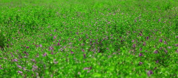 苜蓿草產業大有可為