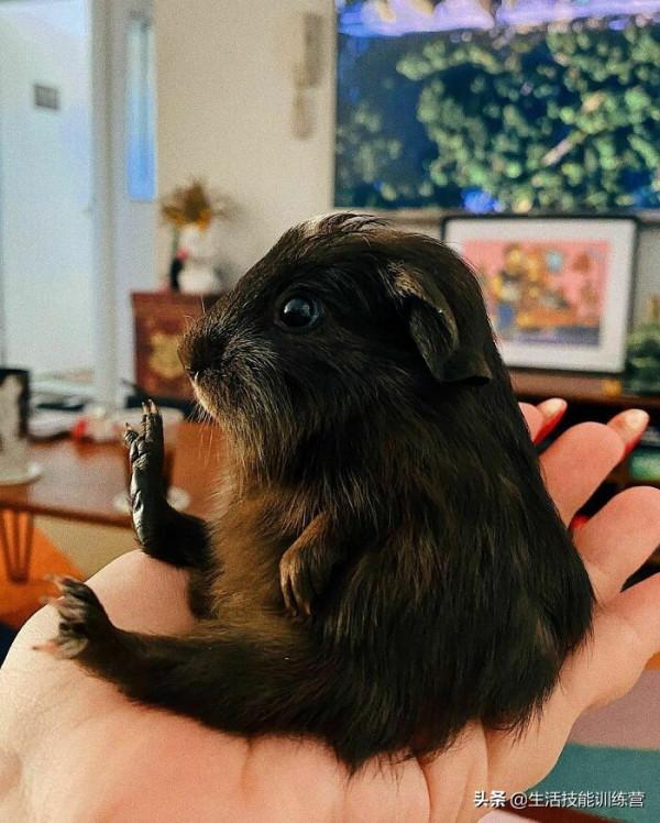 超治癒，50張可愛的寵物抓拍照片