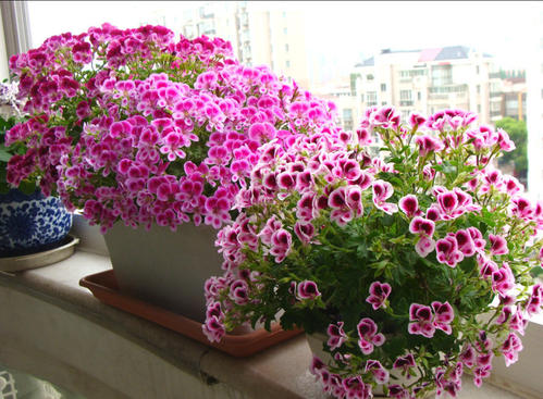 6種“年宵花”，漂亮又吉利，趁著秋天買，連著開花200天