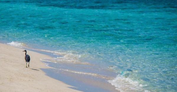 馬來西亞的巴沙島