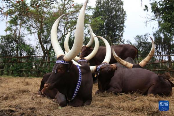 盧安達長角“神牛” 盧安達長角“神牛”
