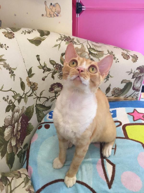 德文捲毛貓：比布偶還像狗的貓，被稱為“捲毛狗”，重點是不掉毛