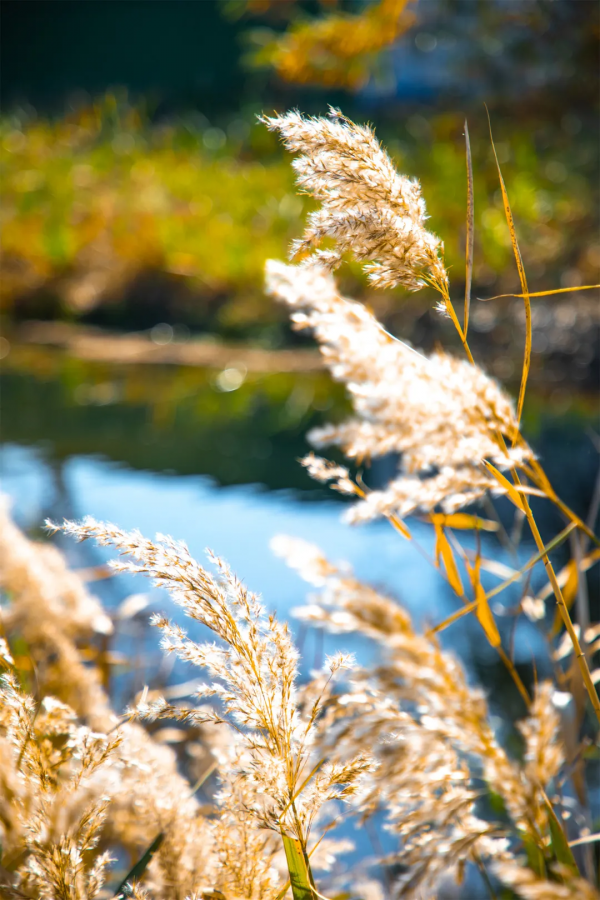蘆花白了，楓葉紅了，南太湖初冬的限定美景，這波美圖藏不住了