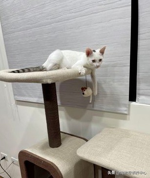 小白貓主動上門求包養羨慕死一群人，網友：我可能是吸貓體質吧