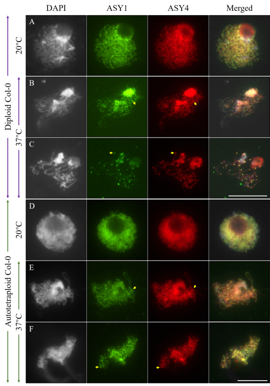 Plant Physiol.|中南民族大學在高溫影響同源四倍體擬南芥同源重組機制研究中取得進展
