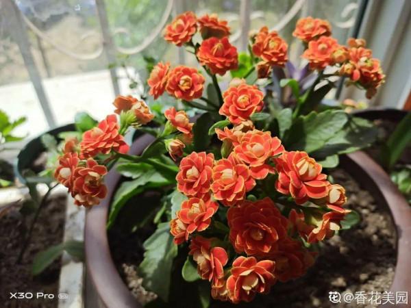 適合秋天養的12種花,耐陰又耐寒,秋冬長得更精神 適合秋天養的12種花,耐陰又耐寒,秋冬長得更精神