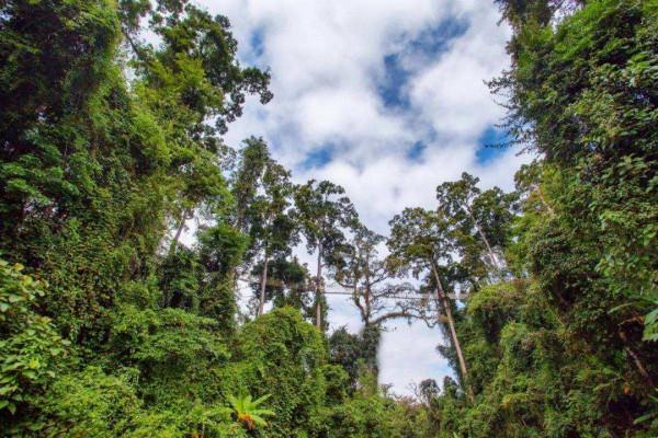 亞馬遜雨林有多可怕？置身其中每秒都存在死亡的風險
