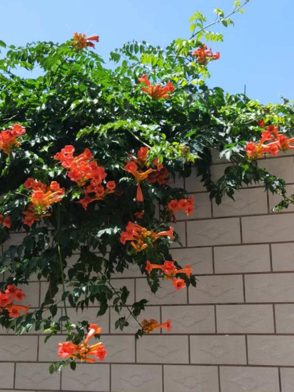 6種花，不怕太陽曬，太陽底下嗖嗖長個兒