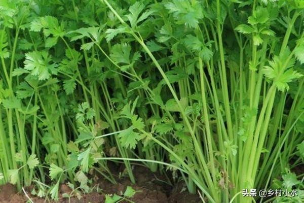 香菜出苗難？什麼時間種植？很多人可能第一步就做錯了