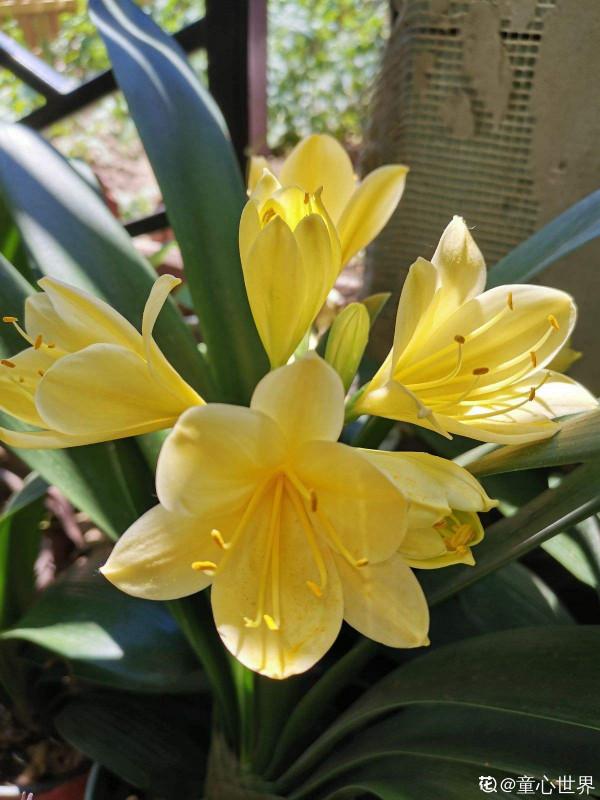 4種花10月份要及時翻盆,今年才會繼續開花,不然全爛在盆裡 4種花10月份要及時翻盆,今年才會繼續開花,不然全爛在盆裡