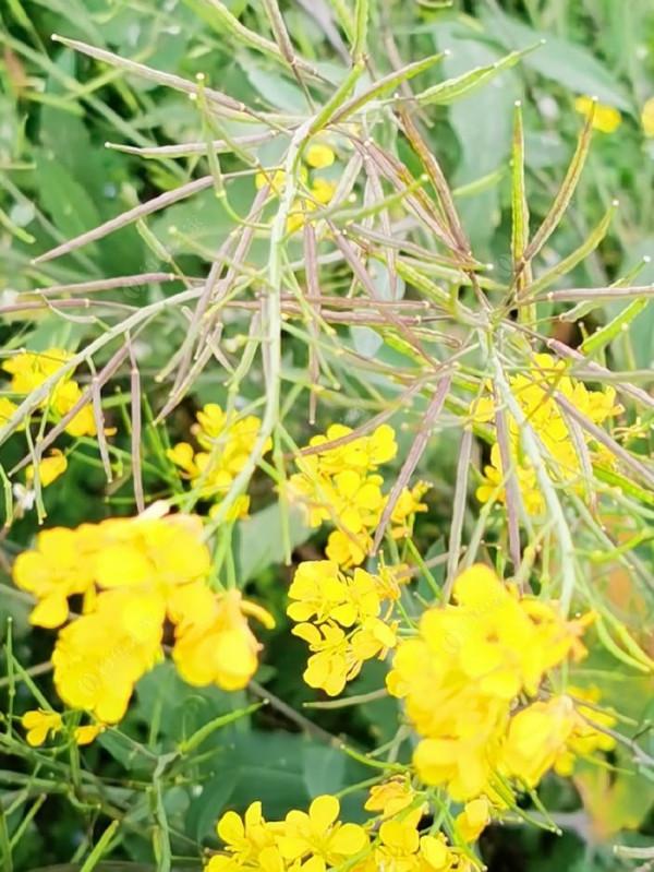 黃花錦簇白馬湖