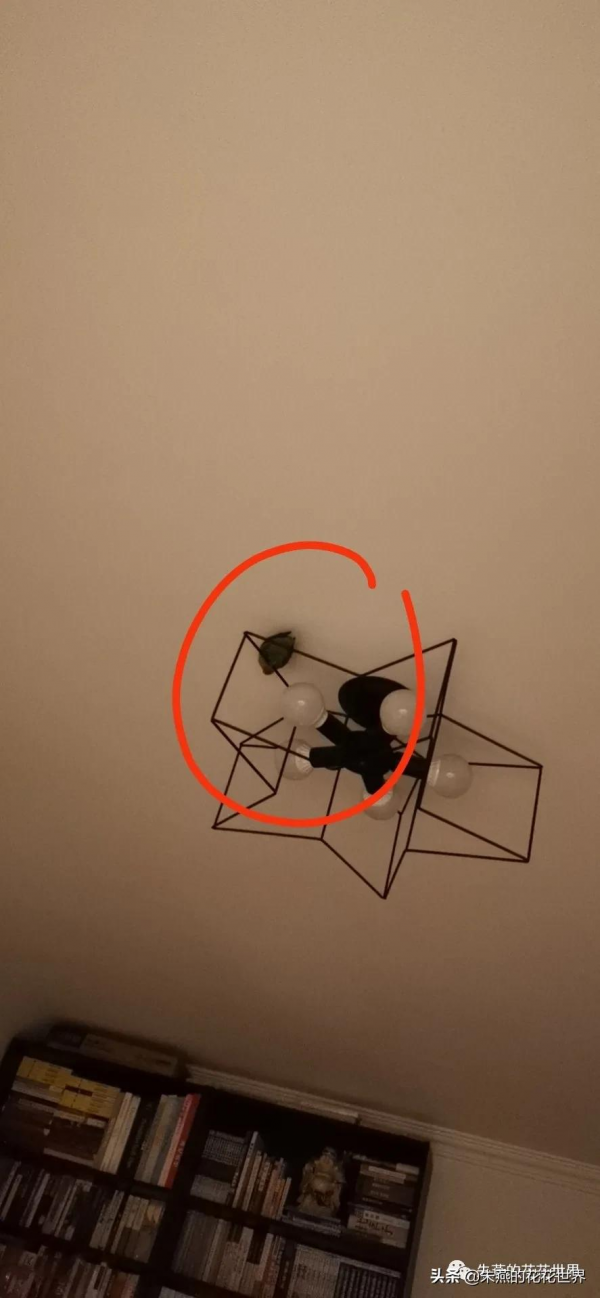 一隻沒有喝孟婆湯的小鸚鵡 一隻沒有喝孟婆湯的小鸚鵡