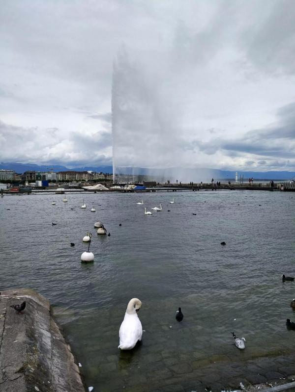 日內瓦大噴泉能噴多高？