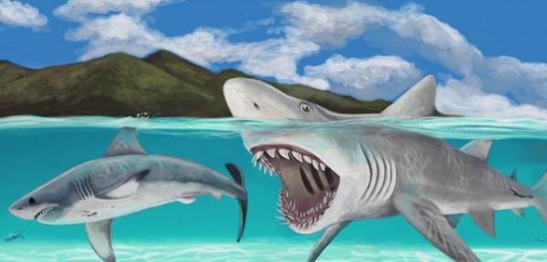 盤點一下史前十大著名軟骨魚 盤點一下史前十大著名軟骨魚