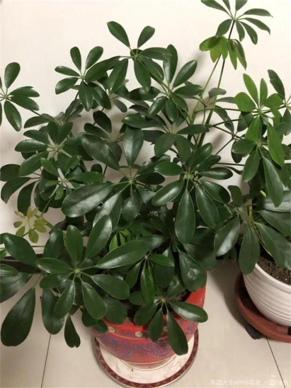 淘米水加點料,沒有異味,肥效能翻10倍,養啥花都旺 淘米水加點料,沒有異味,肥效能翻10倍,養啥花都旺