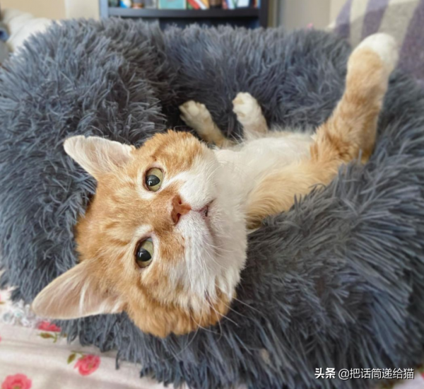 貓咪流浪多年後回家,卻發現想見的人已經離世 貓咪流浪多年後回家,卻發現想見的人已經離世