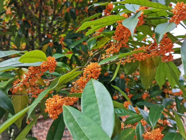 今日12星座好運花，“運勢”和花更配哦，你的幸運花是哪種？