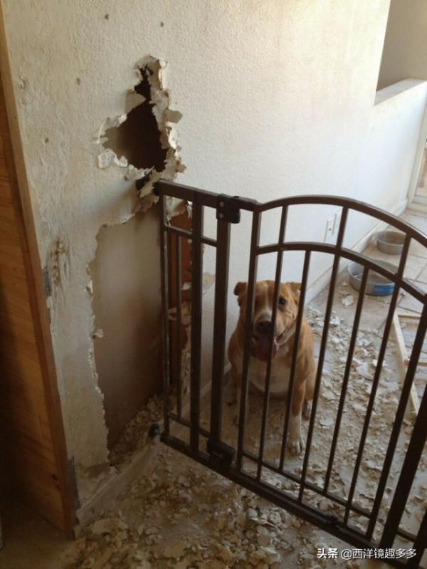 心疼主人一秒鐘，看看這些闖禍精和它們的“罪行”