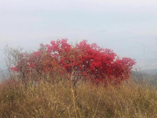 深秋登高望紅葉 深秋登高望紅葉