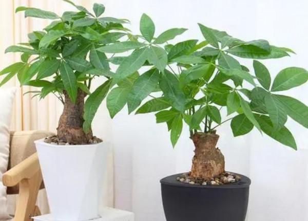 春節要到了，家裡養4種“招財樹”，美觀大方，寓意好