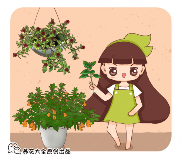 買花也有“潛規則”，教你正確買花，新手小白不容易被騙