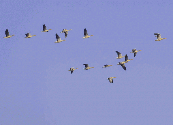 宅家“雲遊”草湖溼地,林草人帶您一起去觀鳥 宅家“雲遊”草湖溼地,林草人帶您一起去觀鳥
