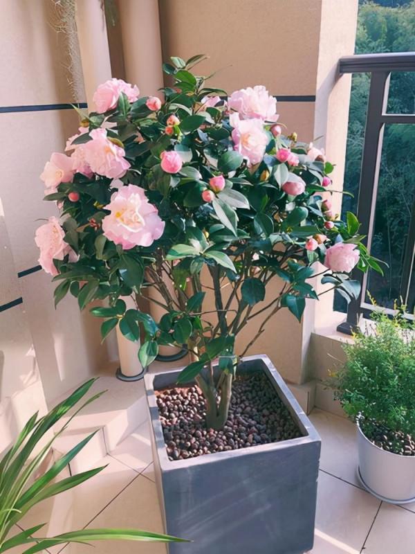 “壽命長”的11種花，好養寓意好，越養越值錢