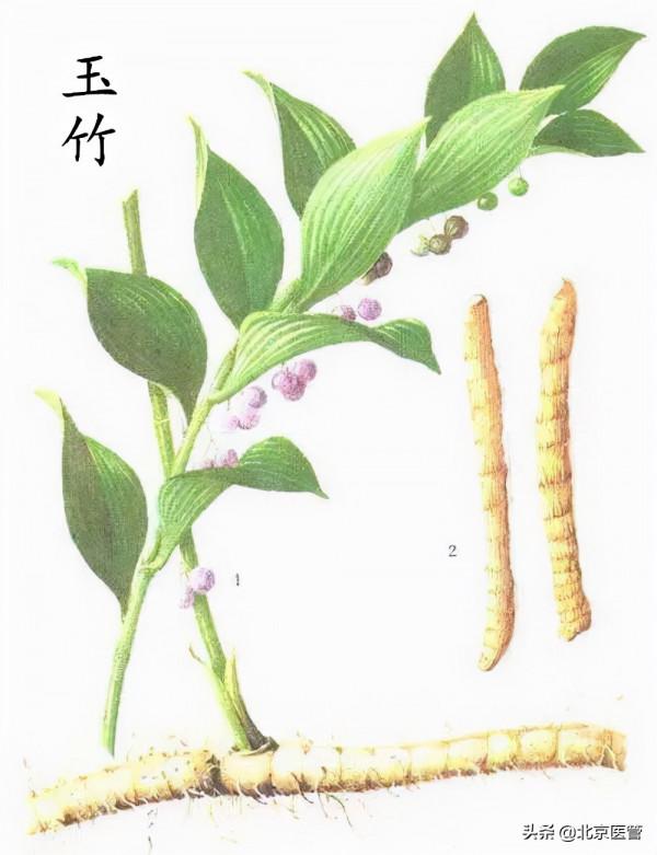 冬季面板乾燥怎麼辦？藥師推薦這幾款中藥