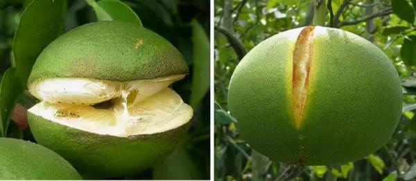 超全植物肥料知識,建議收藏 超全植物肥料知識,建議收藏