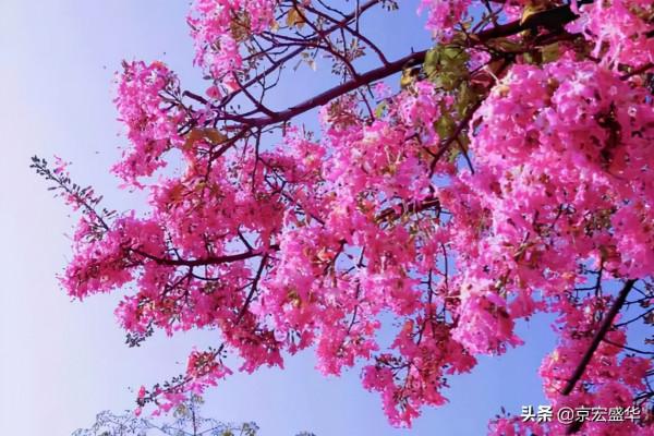 廣東大冬天路邊怒放的花，太美了！忍不住停下腳步觀賞