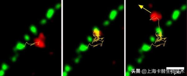 研究人員在細胞層面拍攝基本生命過程