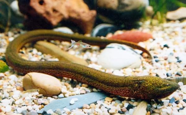 動物也有較為複雜的情感嗎? 動物也有較為複雜的情感嗎?