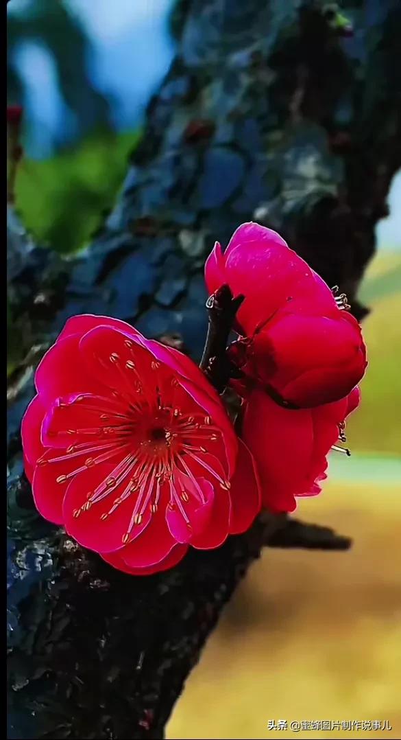 各種花卉植物，養在家裡什麼地方合適