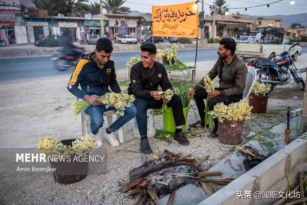 伊朗冬日波斯水仙盛開