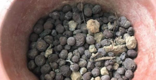 這3種“硬石頭”,原來是養花的“寶”,埋點在盆裡,養啥旺啥 這3種“硬石頭”,原來是養花的“寶”,埋點在盆裡,養啥旺啥